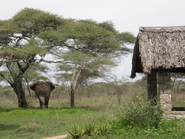Ndutu Safari Lodge - Elephants